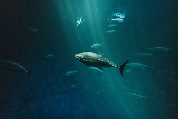 Article image for ISSF: Nearly 50 percent of tuna stocks are subject to overfishing