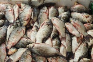 Report: Sustainable seafood production improving globally, but Asia and Africa face challenges