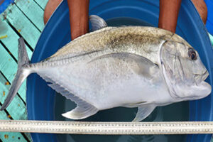 Indian researchers achieve giant trevally breeding and seed production breakthrough