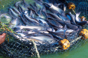 How does aquaculture contribute to U.S. seafood production and the economy?