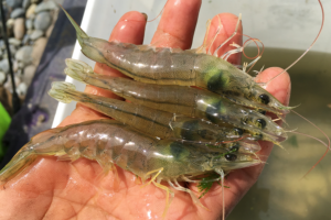 Estimating genetic parameters for growth and traits in Pacific white shrimp