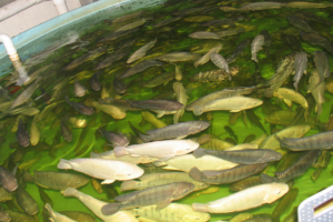 Grow-out protein requirements of Nile tilapia fed fishmeal-free diets