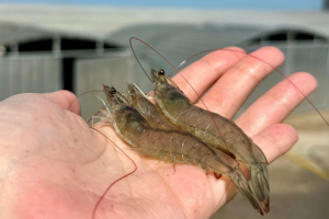 Influence of a microalga extract on immune responses and resistance in Pacific white shrimp