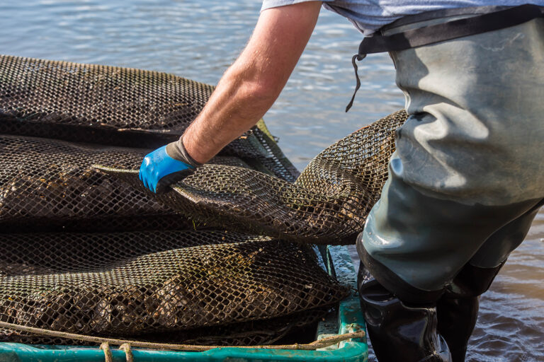 Article image for Storms on the horizon: Can aquaculture insurance work on Prince Edward Island?