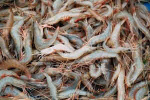 New Tesco seafood procurement policy addresses welfare of farmed decapod crustaceans