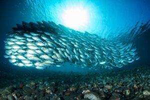 Computer model sheds light into climate change impact on fisheries