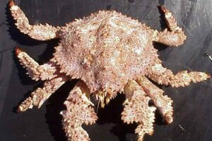 Experimental fishery program to examine the reproductive capacity of southern California brown box crabs