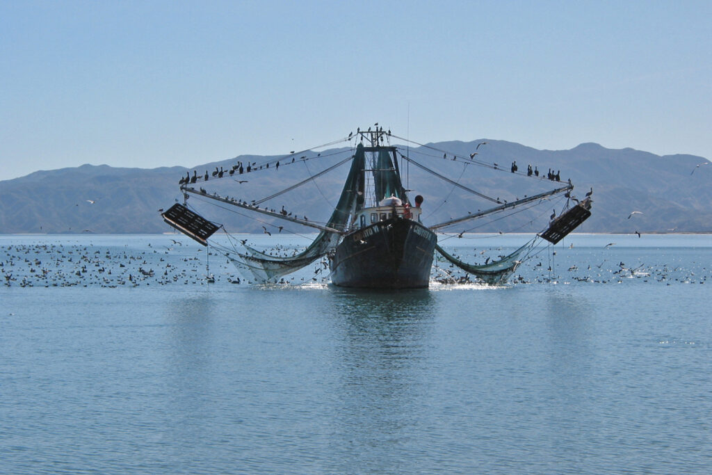 Article image for Can marine protected areas provide biodiversity advantages in well-regulated fisheries?