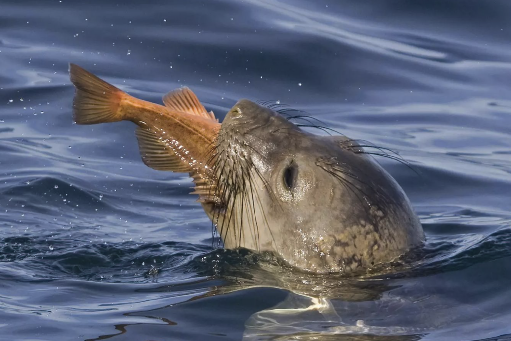 Article image for Responsible Fisheries Innovation Award Finalist: GenusWave and its Targeted Acoustic Startle Technology