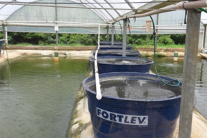 Green or muddy water in high-density tilapia ponds: Comparing performance, water quality and off-flavor intensity