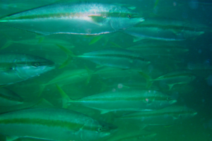 Influence of eating habits and habitats on omega-3 composition and growth in farmed fish