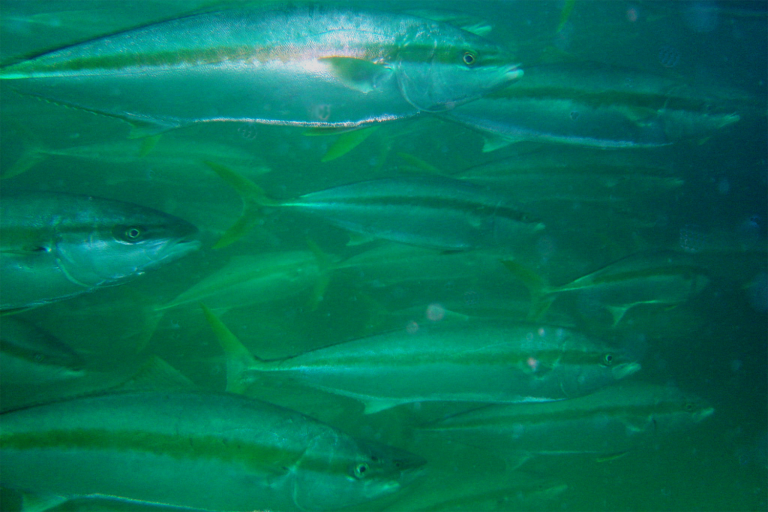 Article image for Influencia de los hábitos alimentarios y los hábitats en la composición de omega-3 y el crecimiento de los peces cultivados