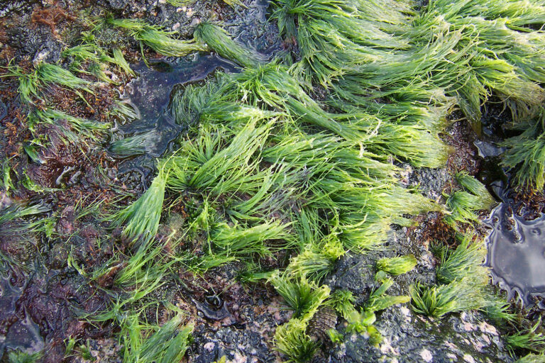 Article image for Efecto de alimentar camarón blanco del Pacífico con la macroalga verde fresca Chaetomorpha clavata