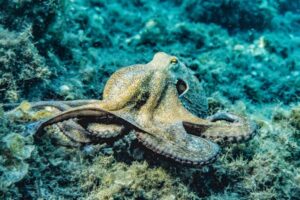 California bans octopus farming and sales, citing animal welfare concerns