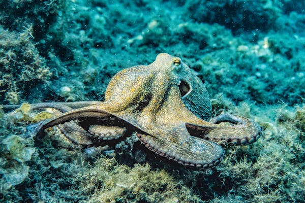 Article image for California bans octopus farming and sales, citing animal welfare concerns