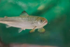 Study reveals how salmon adapt to low hydrogen sulfide in RAS