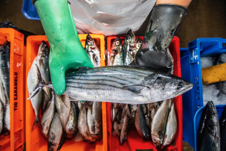 Article image for Responsible Fisheries Innovation Award Finalist: Global Fishing Watch’s digital tool to combat IUU fishing