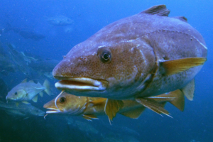 Sediment suspended by bottom trawling can reduce reproductive success in Atlantic cod and other broadcast spawning fishes