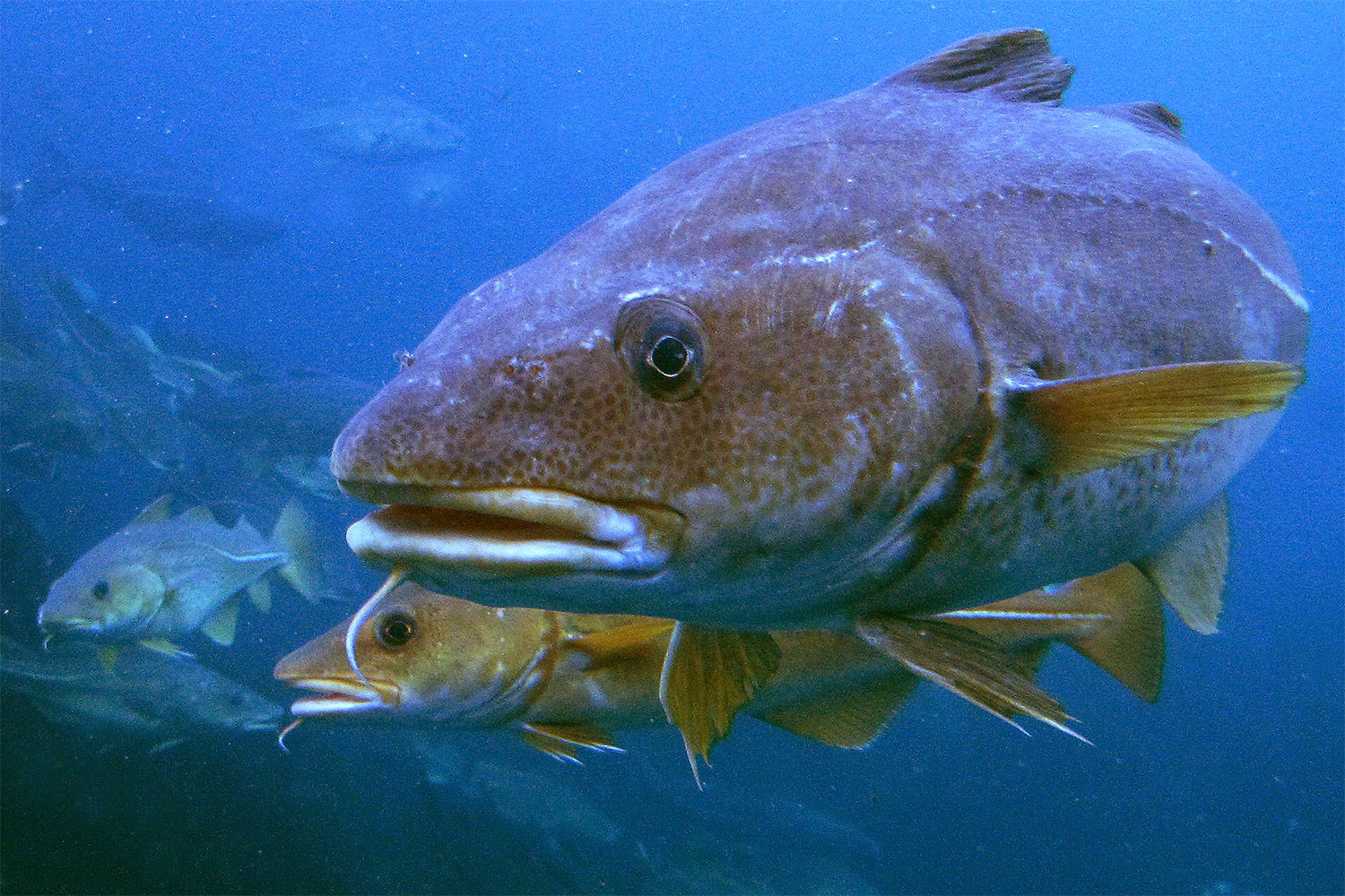 bottom trawling