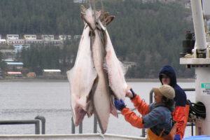 Recent and projected climate change-induced expansion of Atlantic halibut in the Northwest Atlantic