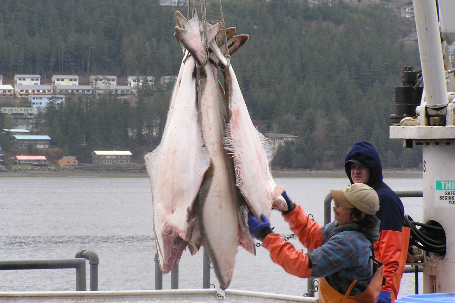 Atlantic halibut