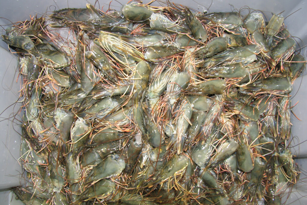 Article image for Aquafeed applications of shrimp processing waste