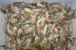 Aquafeed applications of shrimp processing waste