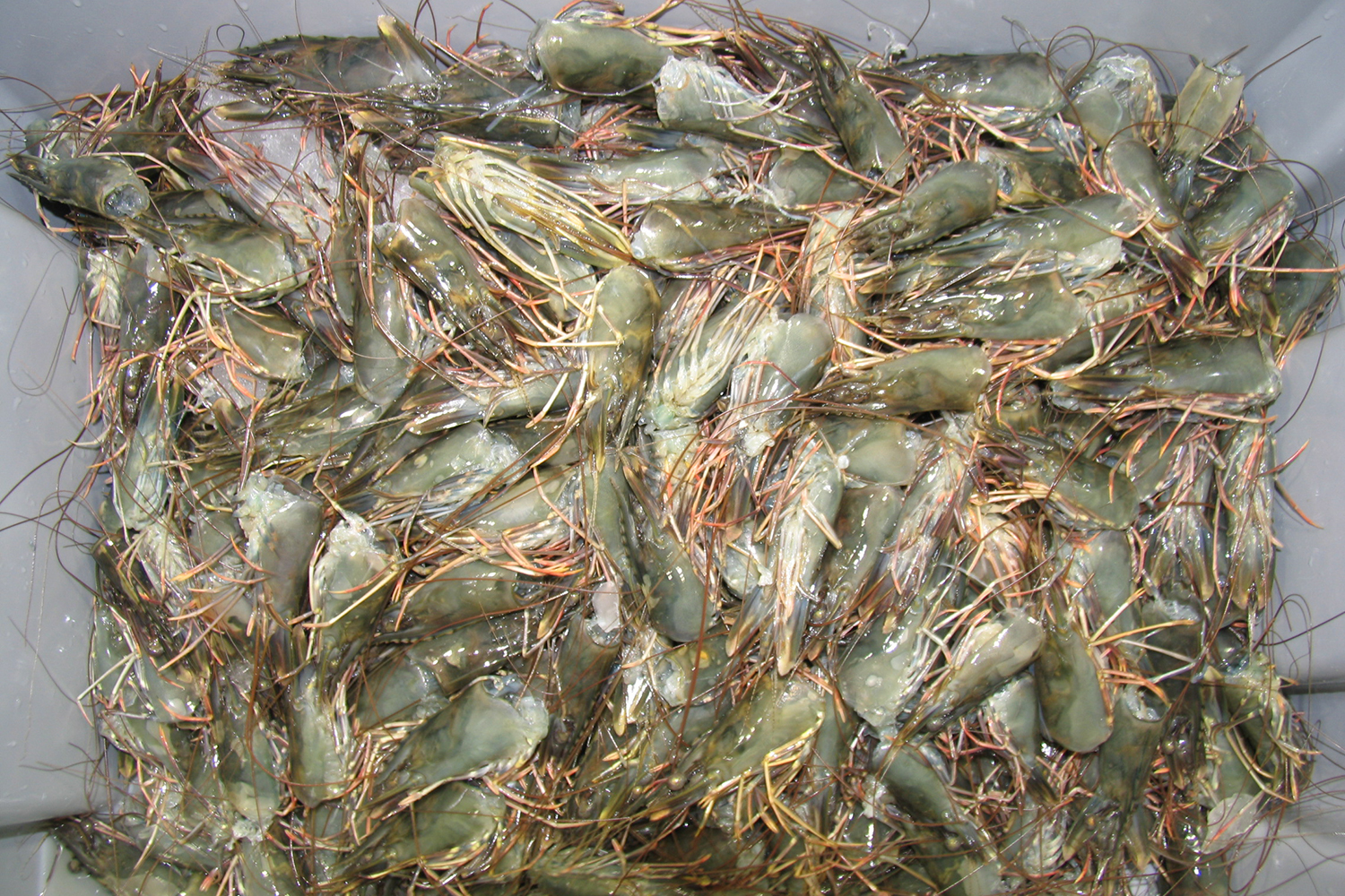 shrimp processing waste