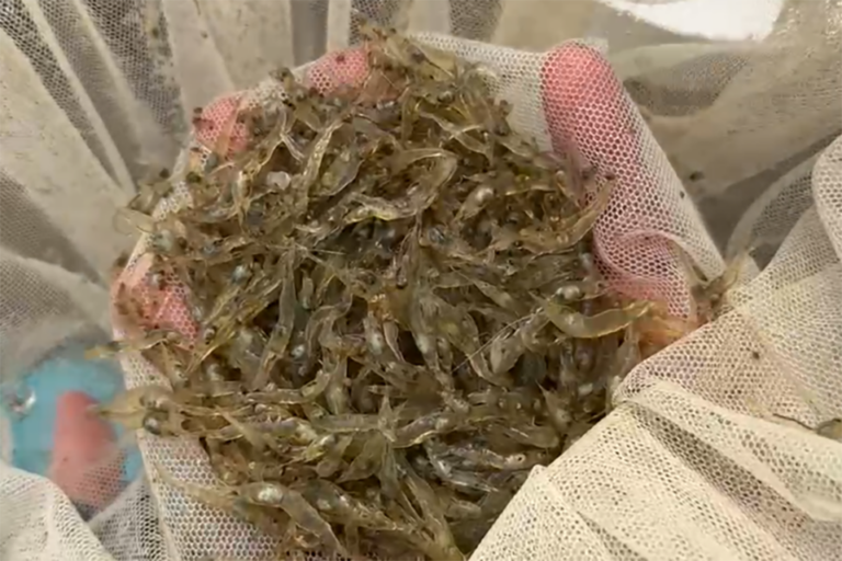 Article image for Saudi farm pioneers Middle East shrimp aquaculture