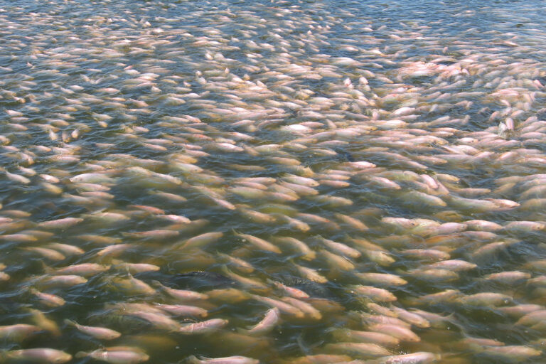 Article image for Aplicaciones de los biomarcadores en la acuacultura de peces