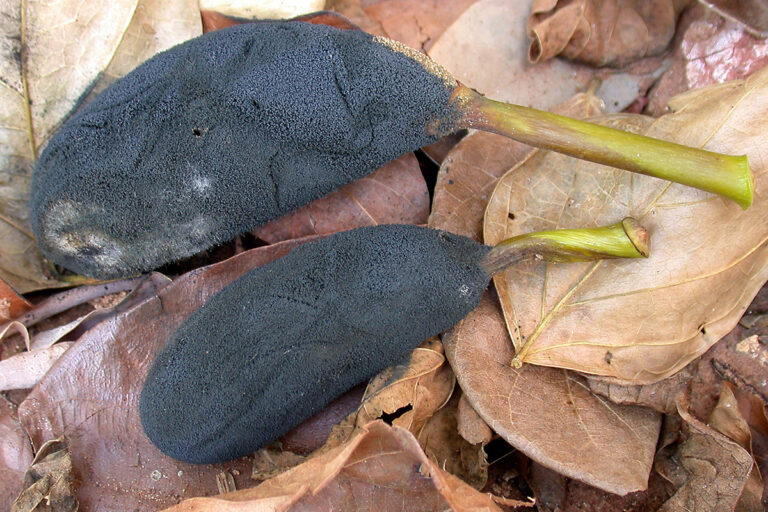 Article image for Aplicación de los hongos y sus metabolitos secundarios en la acuacultura