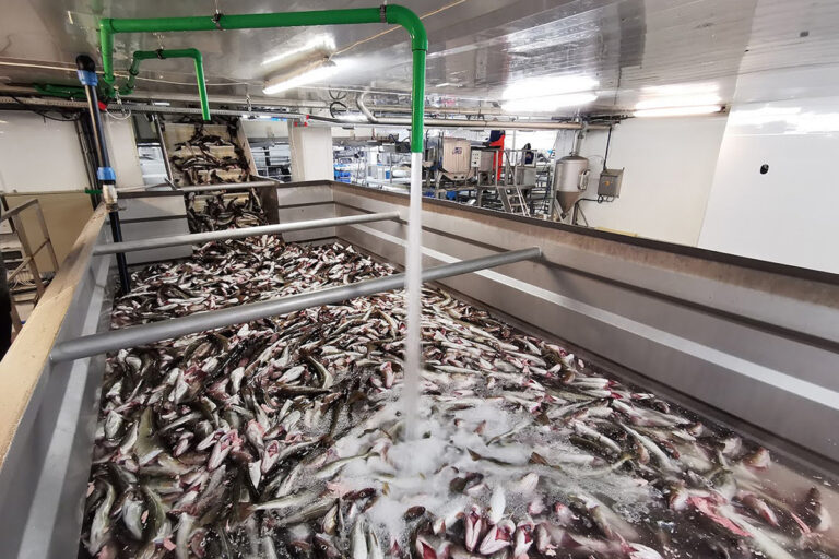 Article image for Proactive health management using probiotics in marine fish hatcheries