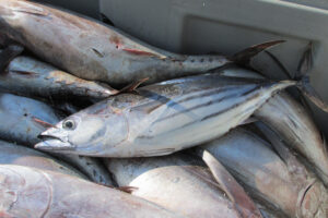 African desert dust influences migrations and fisheries of the Atlantic skipjack tuna