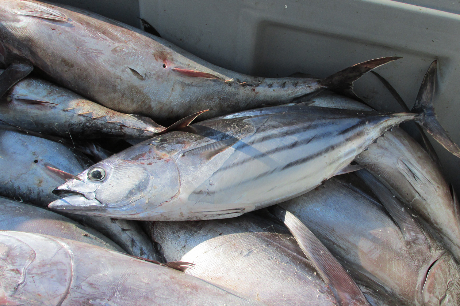 skipjack tuna