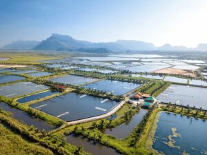 Importance de l'aquaculture