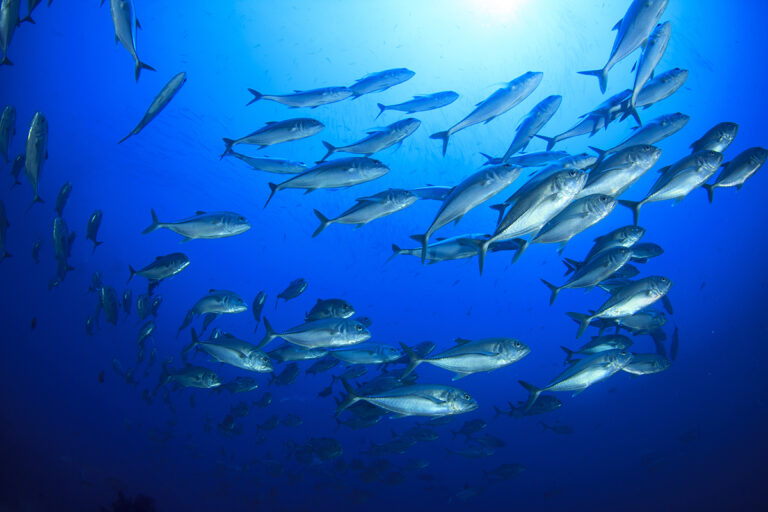 Article image for Fisheries in Focus: Where does fishing effort go when an MPA is established?