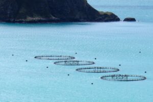 Can environmental DNA transform seabed monitoring in Scottish salmon farms?