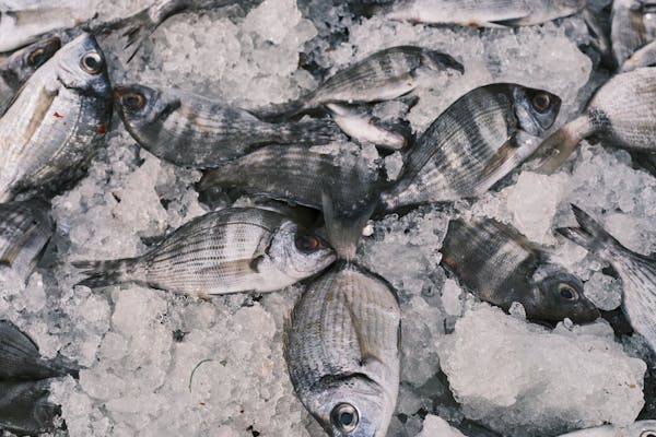 Article image for Fish Welfare Initiative launches project to introduce pre-slaughter stunning tech for farmed fish in India