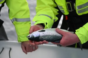 Investments in fish health and welfare drive record survival rates for Scottish salmon