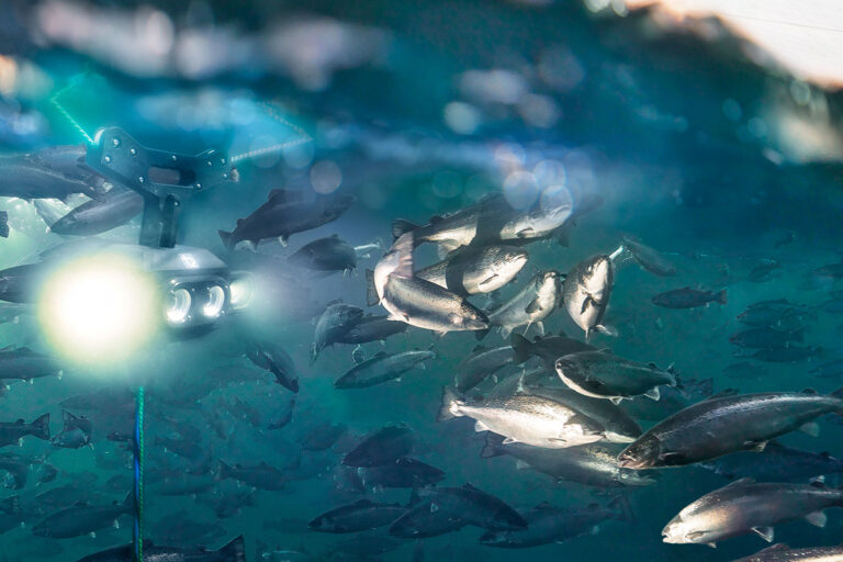 Article image for How data is driving the modernization and profitability of salmon aquaculture