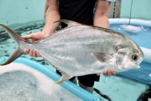 CSIRO introduces pompano to Australian aquaculture to boost economy