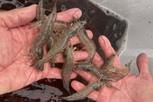 Evaluation of a commercial polyphenol compound for Pacific white shrimp diets