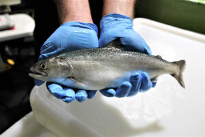 With oceans warming, researchers explore a thermotolerant salmon in New Zealand