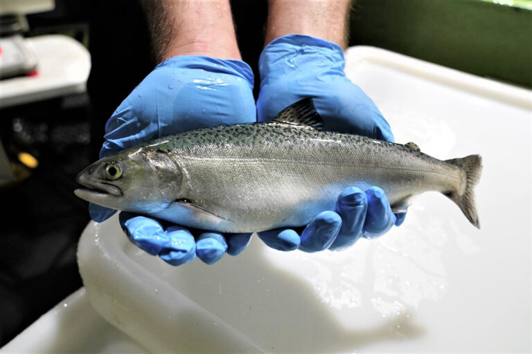 Article image for With oceans warming, researchers explore a thermotolerant salmon in New Zealand