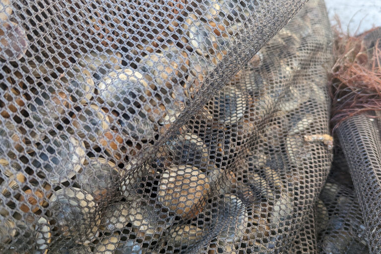 Article image for Florida’s weatherbeaten clam farming community may be hanging by a thread, but it’s a strong one