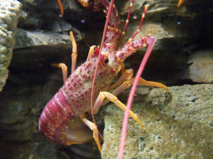 For Australia's southern rock lobster fishery, a harvest strategy response to adapt to climate change