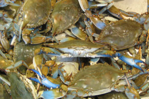 Potential to valorize byproducts from the invasive Atlantic blue crab in the Mediterranean region