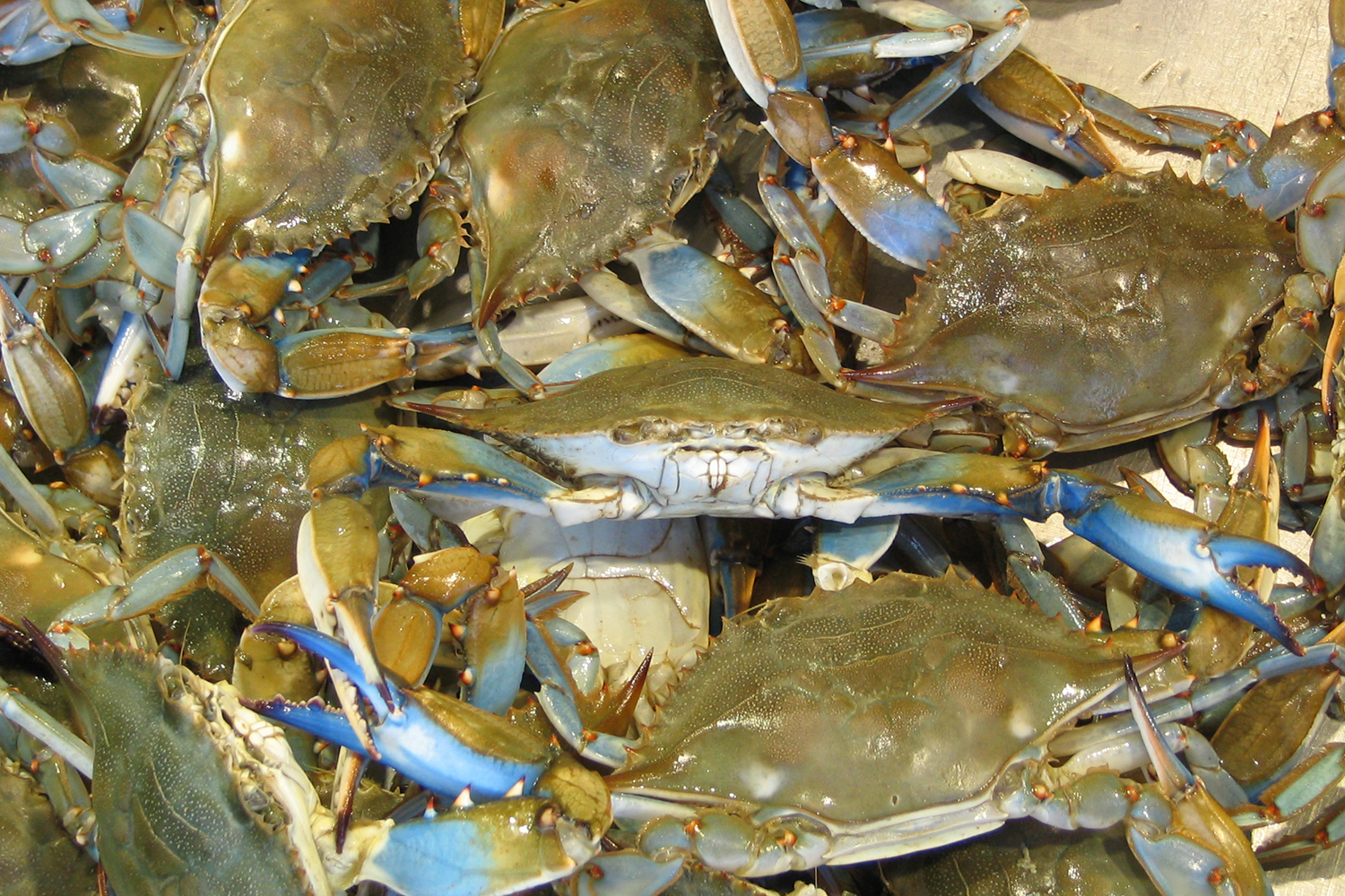 blue crab