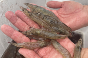 Effect of a dietary mannan oligosaccharide on Pacific white shrimp