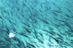 Rabobank: Hybrid flow-through systems could transform salmon farming